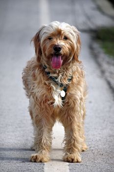 View of a domestic dog with the tongue out on the side of the road.