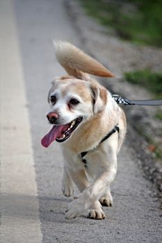 View of a domestic dog with the tongue out walking on the side of the road.