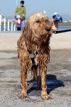 View of a domestic pet dog with collar totally wet.