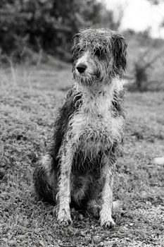 Full body view of a abandoned domestic dog with his fur wet. 