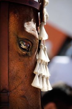 Close up view of the head of a brown horse.