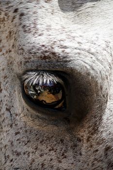 Close up view of the eye of a brown spotted horse.