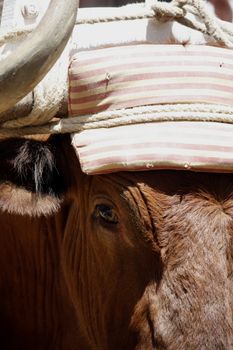 Partial view of the head of a farm domesticated bull.