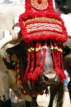 Close view of the head of a hornated head of a bull on a festivity parade.