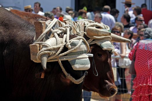 Close view of two bulls with their horns attached to each other by rope on a festivity parade.