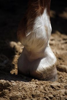 Close up view of the paw of a cow on the dirt.