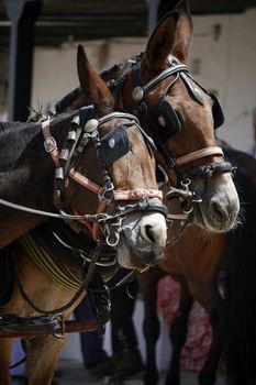 View of two brown horses playing with each other.