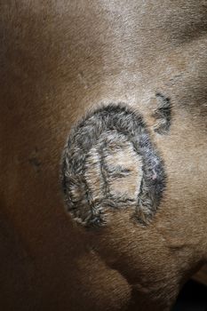 Close up view of the iron branding mark on the leg of a cow.