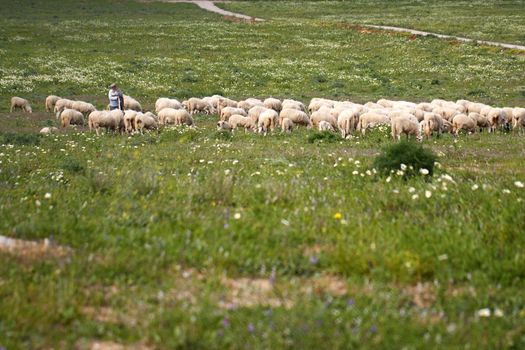 View of a shepherd with a herd of sheep of the grassy fields.