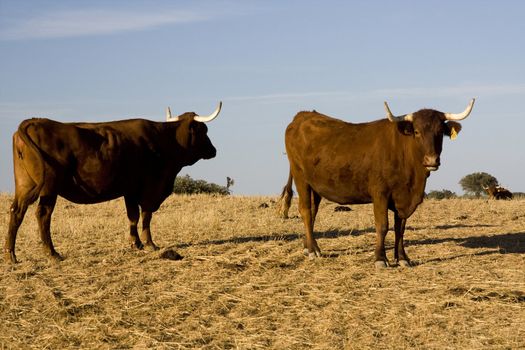 A brown cow with horns staring at the camera, against a blue sky.