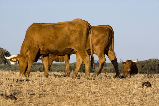 Group of brown cows on the dry grass hills.