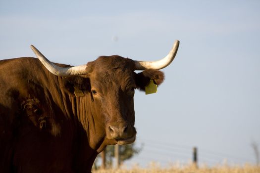 A brown cow with horns staring at the camera, against a blue sky.