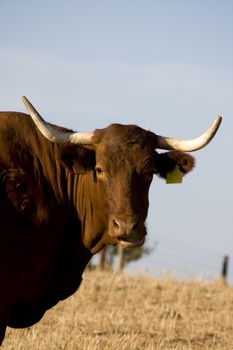 A brown cow with horns staring at the camera, against a blue sky.