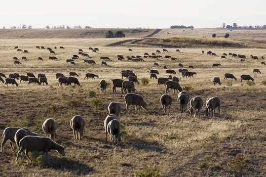 Large herd of sheep on a dry grass landscape on the Alentejo Region on Portugal.