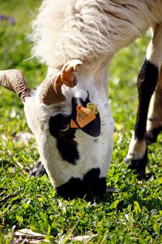 View of a ram eating some grass from a field.