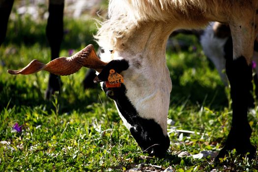 View of a ram eating some grass from a field.