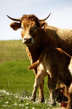 Group of brown cows on the green hills.