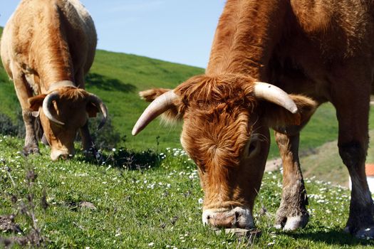 Two brown cows eating the green grass on the hills.