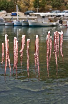 Fresh catch - drying octopus in a fishing port of Limenaria on Thasos Island, Greece.