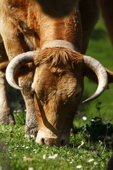 Close view of a brown cow  eating the green grass