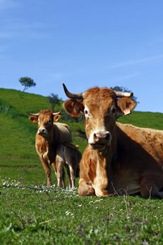 Group of brown cows on the green hills.