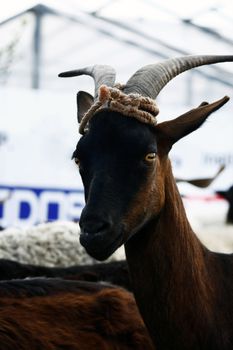 Close view of the head of a goat with horns.