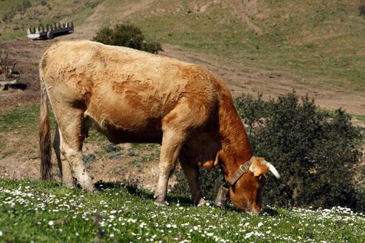 Lonely brown cow eating the green grass.