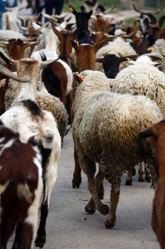 A herd of white sheep running down a road.