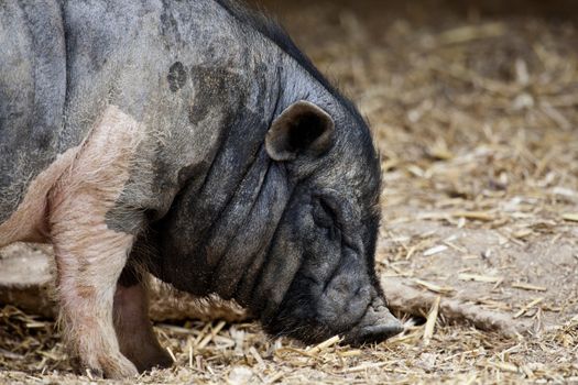 Close view of a very fat black pig eating some dry vegetation.