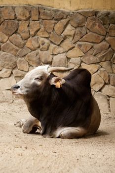 Close view of a sitting zebu cattle animal.