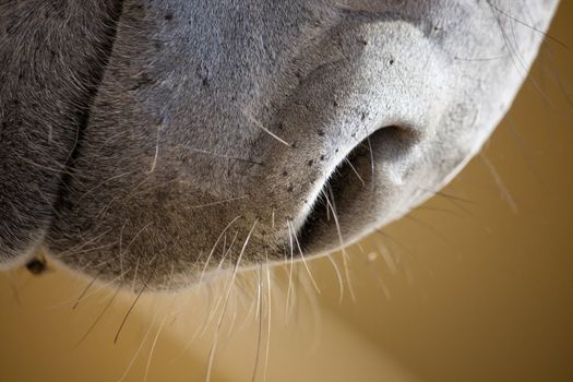 Close view of the snout of a donkey.