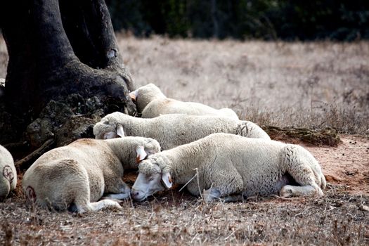 View of a group of sheep sleeping in the shade.