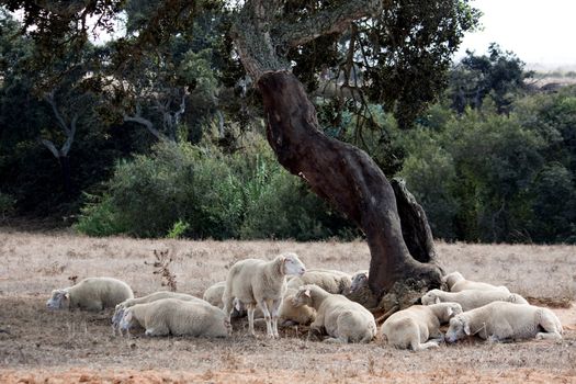 View of several sheep sleeping under a tree.