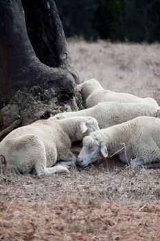 View of a group of sheep sleeping in the shade.