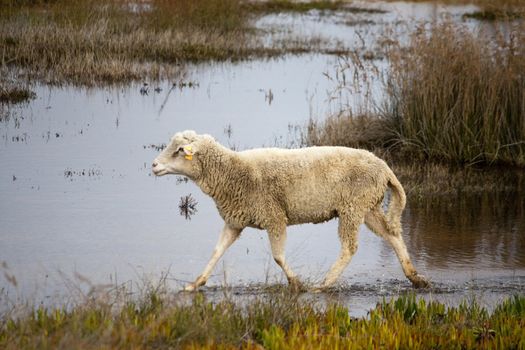 view of a sheep running on the wetland vegetation.