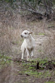 view of a babyborn sheep lost on the vegetation.