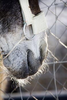 Close up view of the mouth of a donkey in captivity.