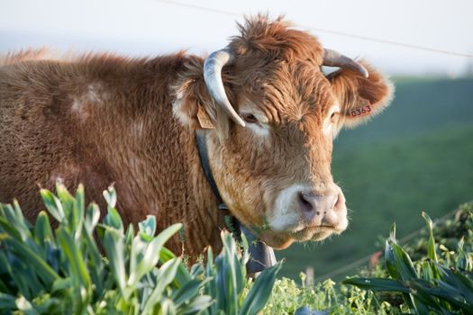 Close view of a brown cow sitting on the grass.