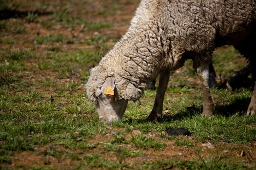 Close view of a sheep eating grass on the green field.