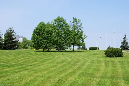 beautiful green grass meadow in town