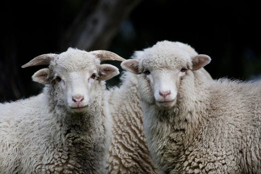 View of a curious herd of sheep looking at the camera.