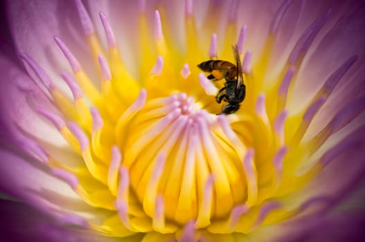 this picture is a bee in purple lotus