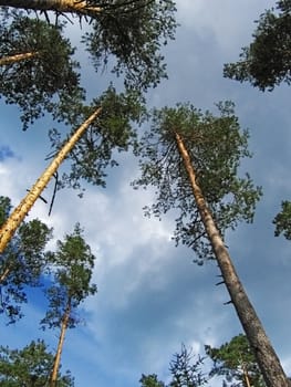 vertical pines with green branches on cloudy sky background