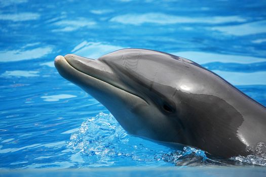 A waterpark dolphin swims with it's head out of the water.