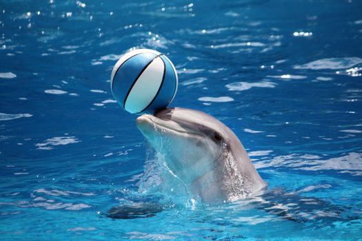 View of a dolphin on a swimming pool playing with a ball