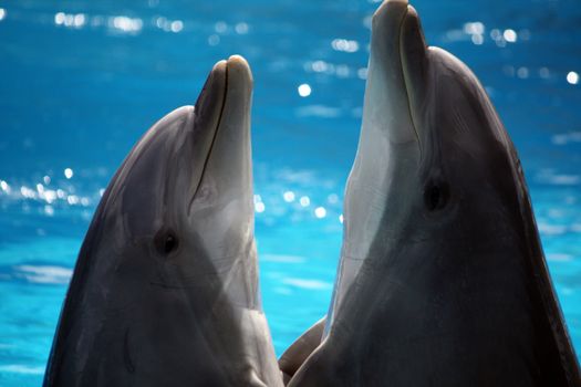 View of two dolphins performing a dance act on a waterpark.