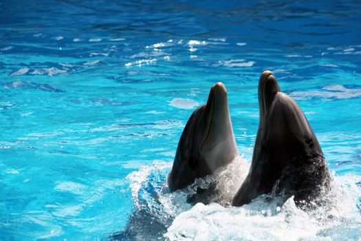 View of two dolphins performing a dance act on a waterpark.