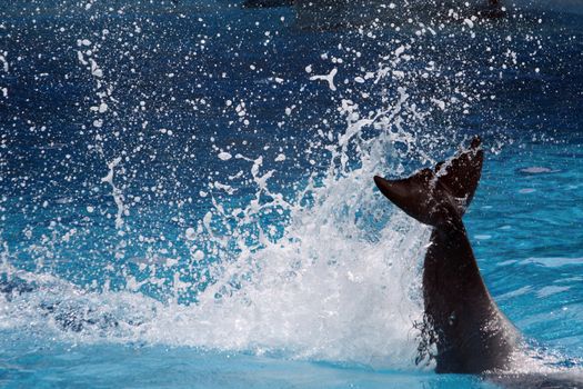 View of the tail of a dolphin making a big splash on the water.