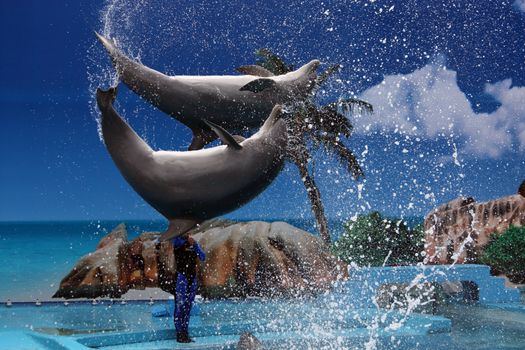 View of two dolphins jumping out of the water on a waterpark.