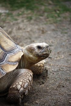 Close up view of a tortoise turtle walking on the ground.